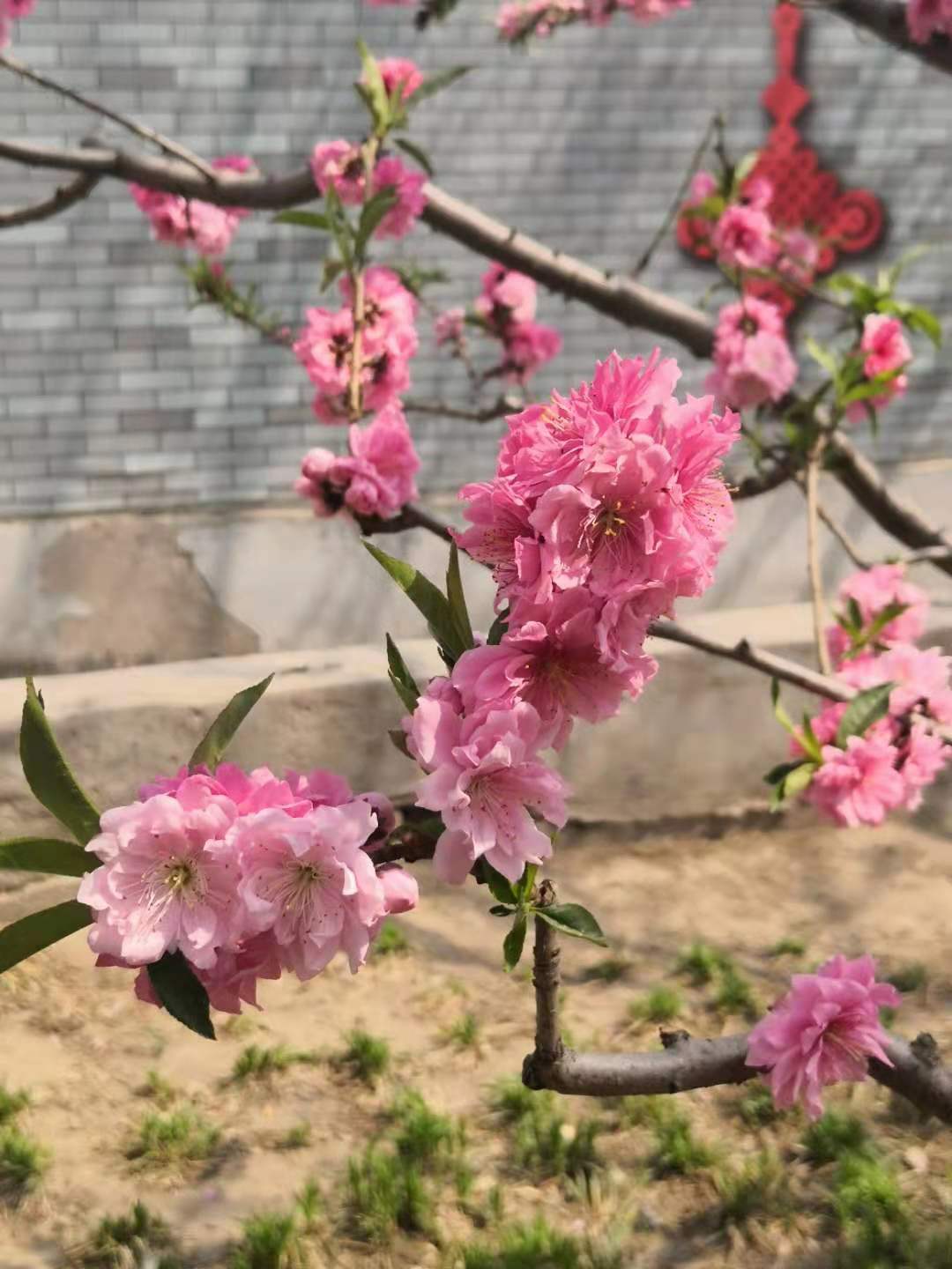 思君古诗词,思君诗歌曲大全