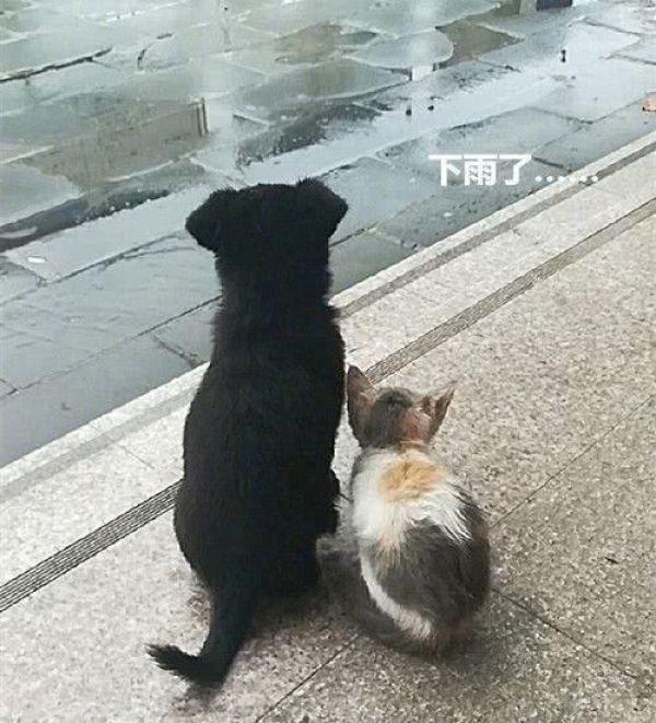 男子发现邻居阳台上有狗后续,男子发现邻居家不对劲