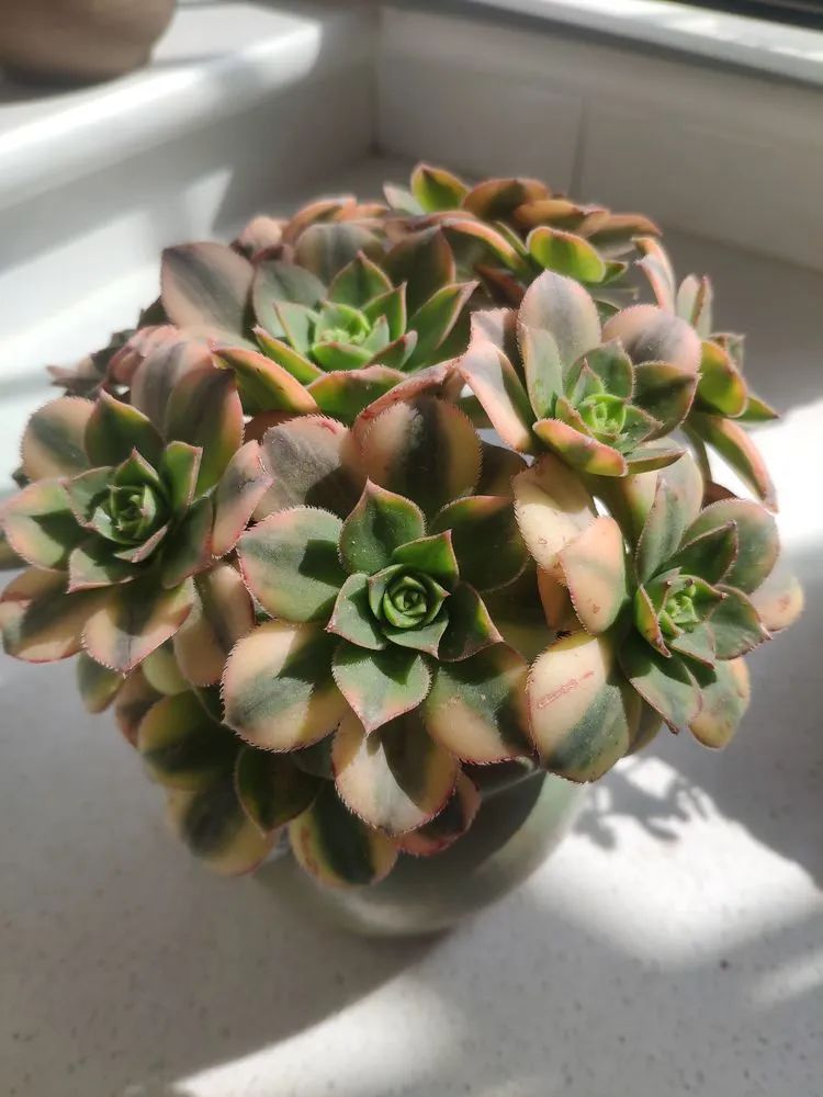 每一棵多肉都承载了一段时光,每一棵多肉都是独一无二