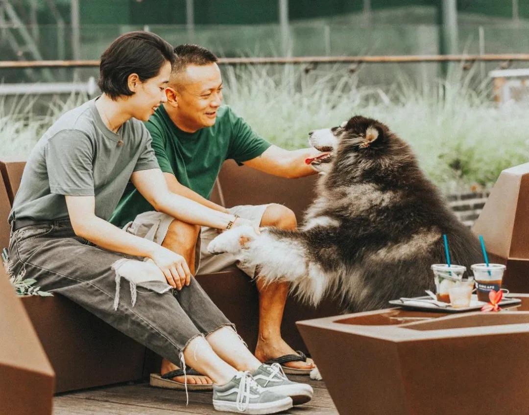 爱宠大作战纪录片,爱宠大作战一口气看完