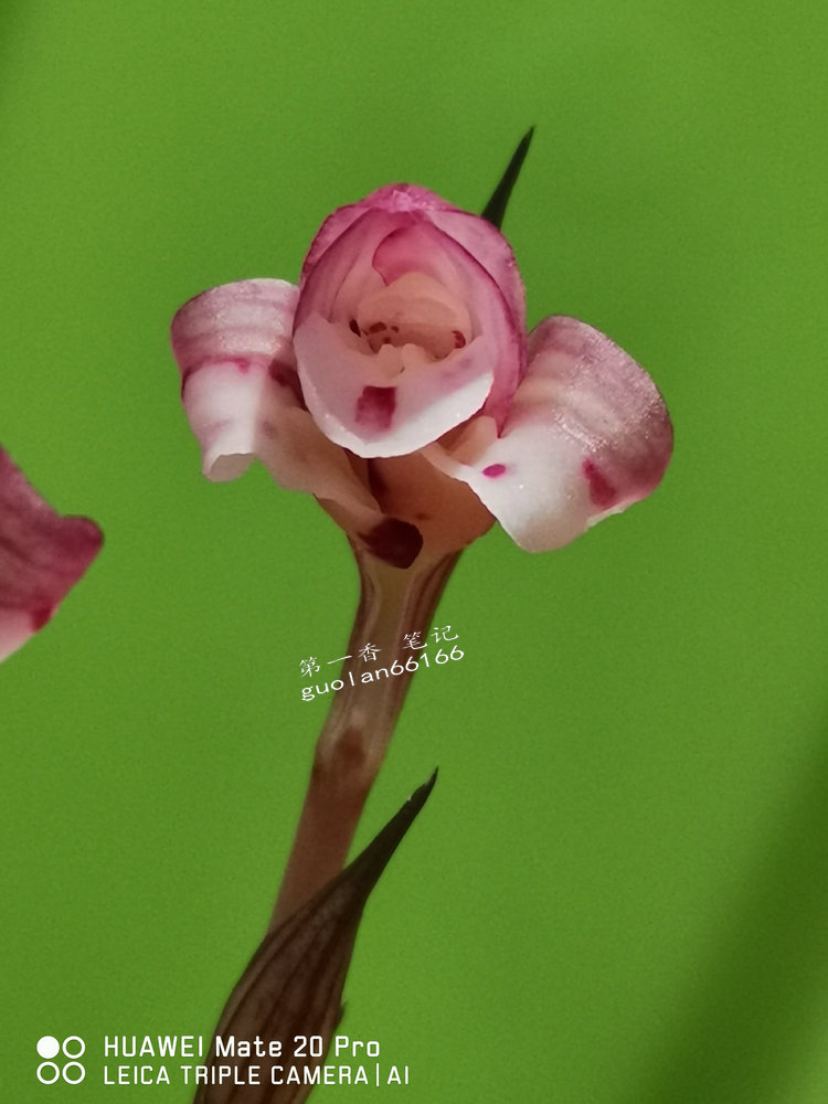 娇美可人的凤冠由来图片,娇美可人的凤冠图片