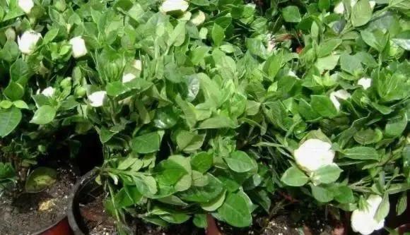 水培扦插栀子花根怎么长在上面了,栀子花扦插养殖方法和注意事项