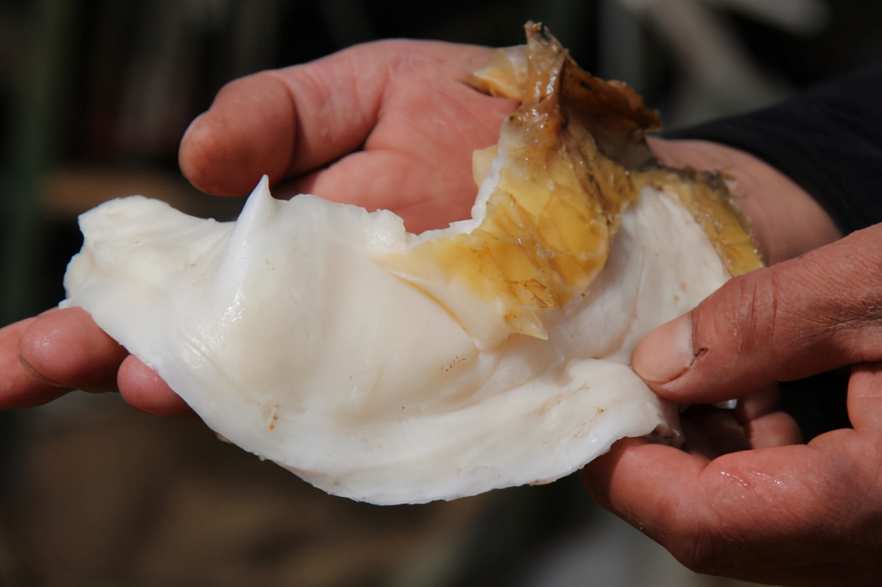 太岁是什么生物为什么很值钱,太岁是什么东西动物还是植物