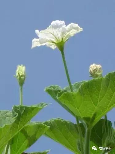 冬天院子里种什么,院子里种什么最好看