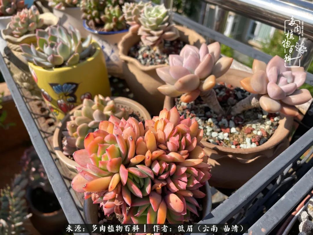 多肉植物百科如何投稿,感谢多肉植物百科的陪伴