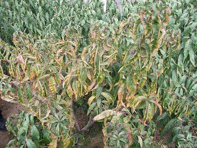 大蒜素对桃树根腐病防治,桃树根腐病的防治方法