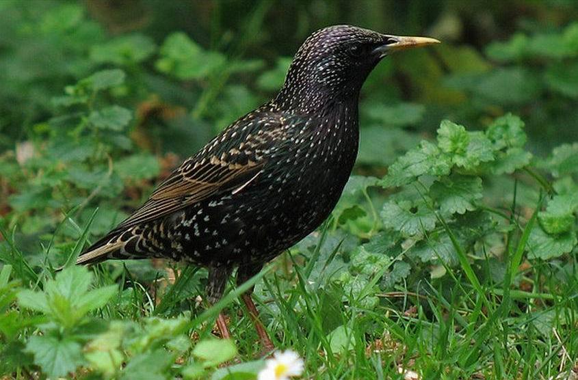 广东常见鸟类图谱和名称图文,东江揽胜鸟类