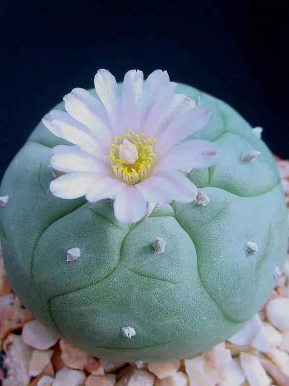 世界上最高贵最漂亮的花,世界上最名贵的花