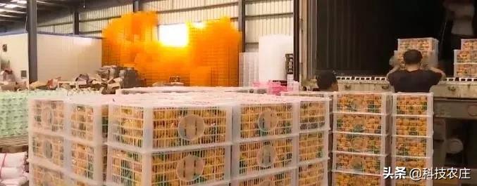 蜜桔减产成功了吗,蜜桔受灾损失多少