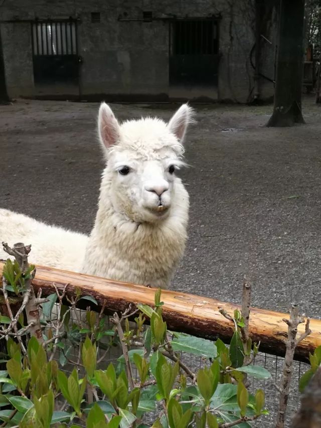 在上海迪士尼怎么玩比较快呢,在上海迪士尼玩一整天