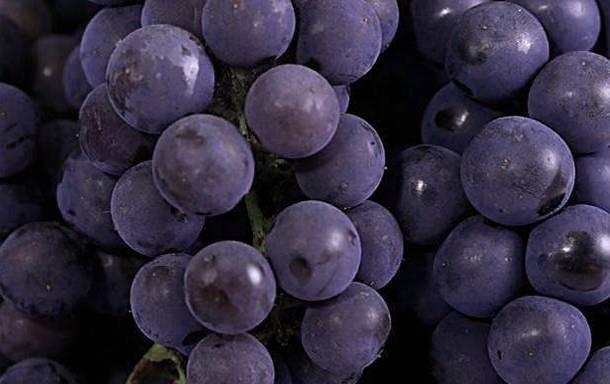 金秋采摘正当时!山东这十种田间美味错过再等一年!