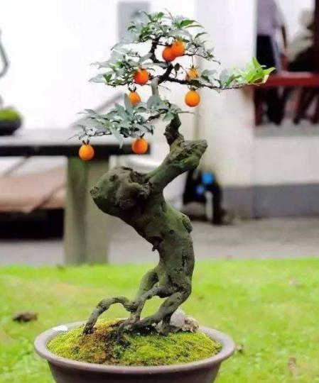 玉树老桩精品盆景,最经典的老桩玉树盆景