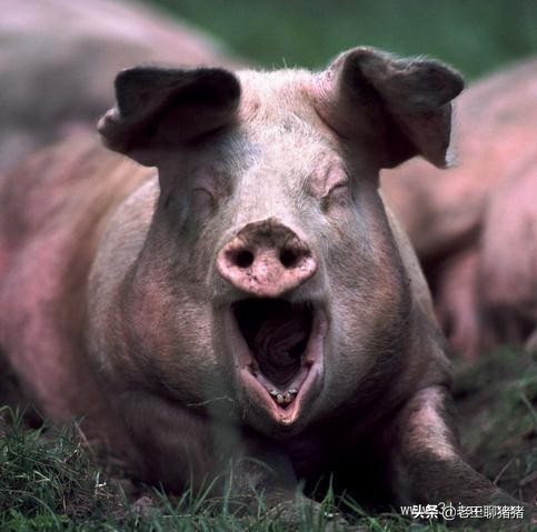 猪支原体肺炎打什么针,猪支原体肺炎活疫苗168株