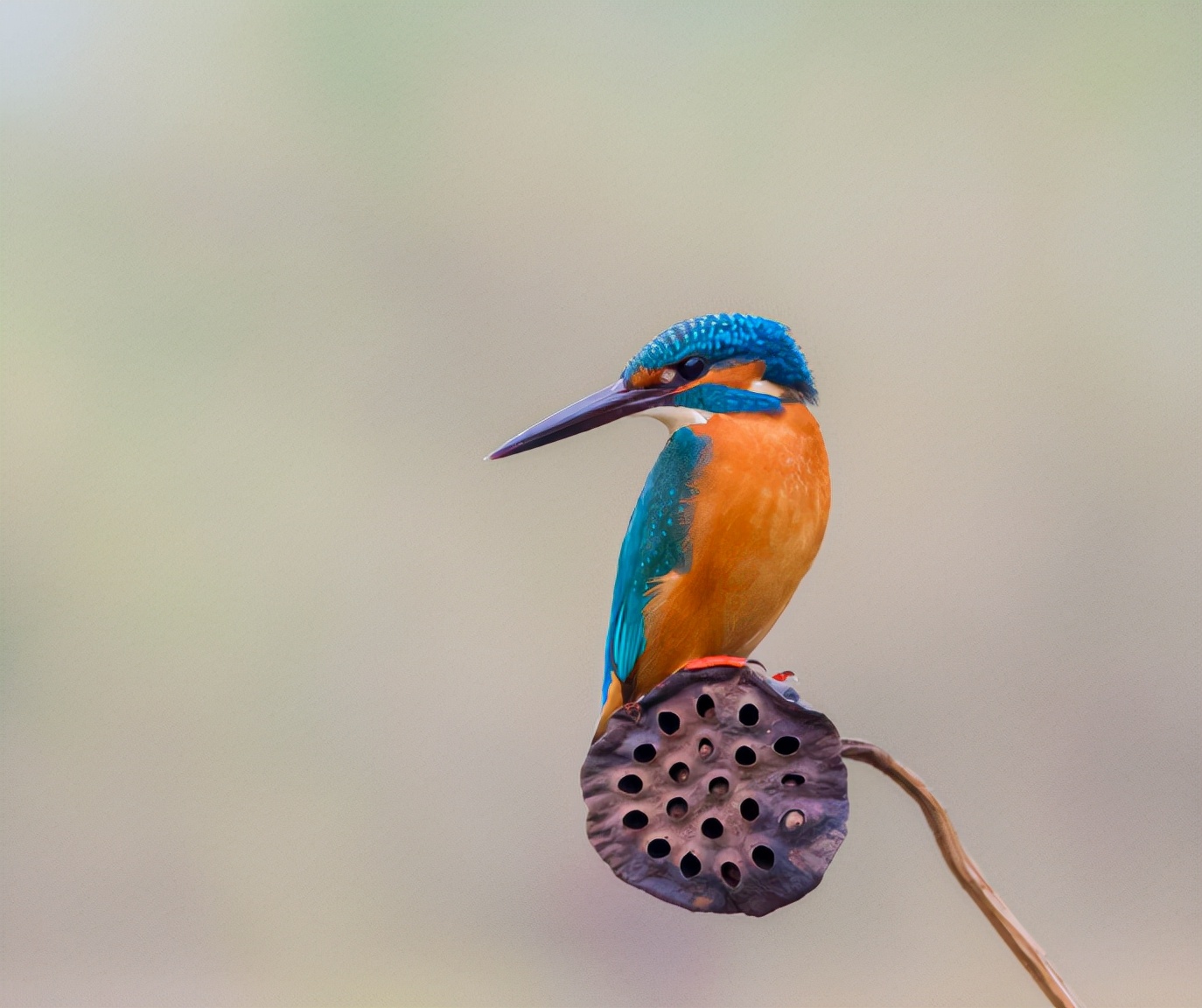描写枯荷的诗词,关于枯荷诗句