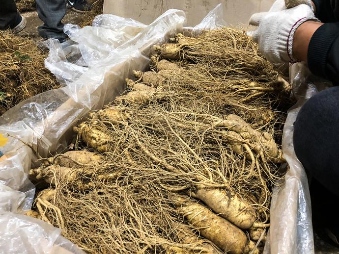 人参归脾丸的十大神奇功效,人参肽神奇功效