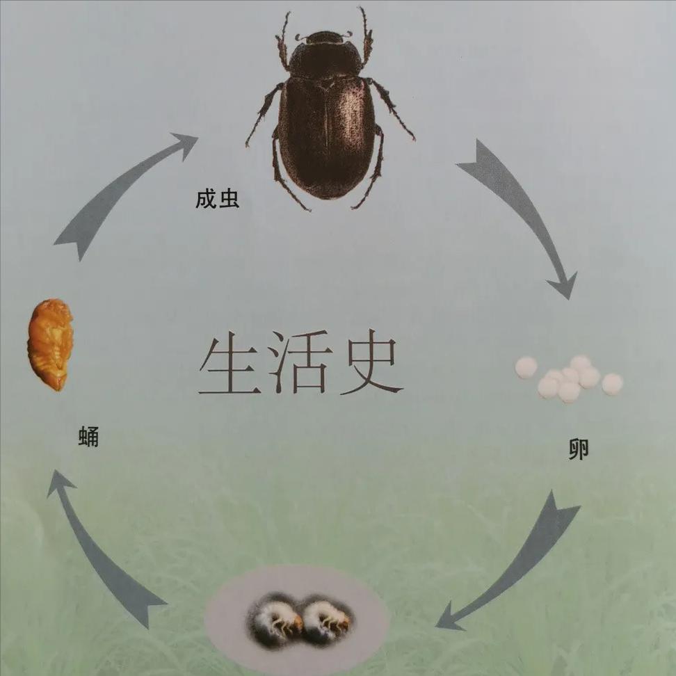 淡水龟的防治方法,猪鼻龟病虫害防治