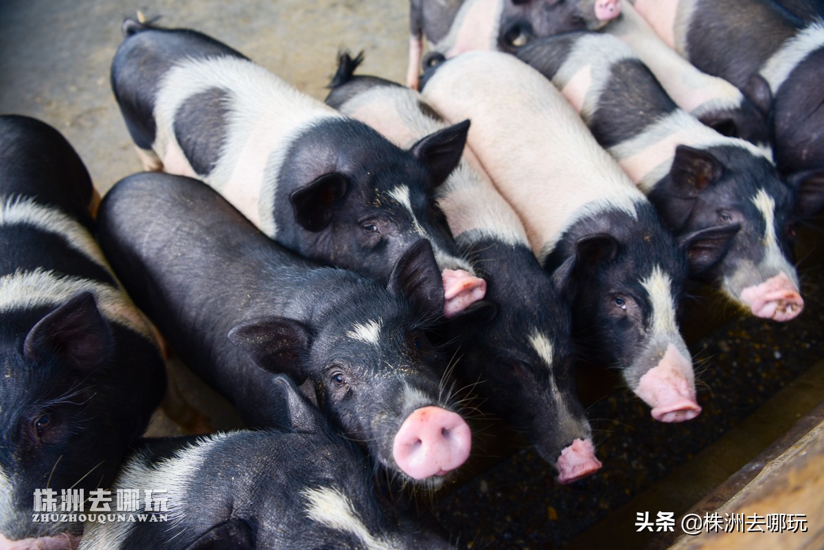 株洲哪里有好玩的度假山庄,株洲田园山庄