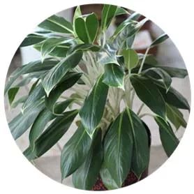 全部金木水火土五行五系植物介绍,五种植物代表五行