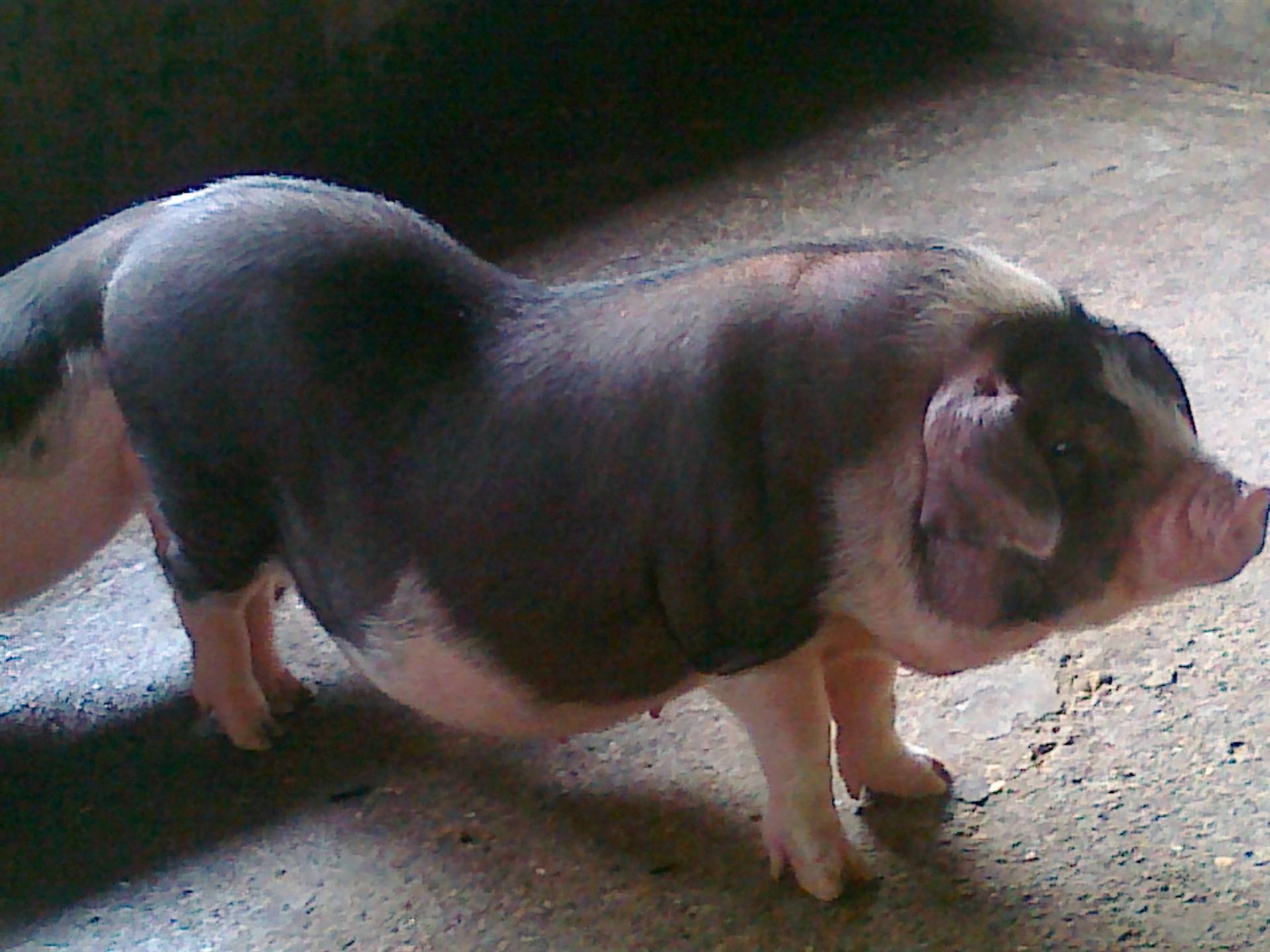 怎么确认*猪种**妊娠,预产期推算及分娩接产技术!