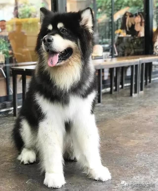 曼谷BigDogCafe|想把每一只狗狗偷偷打包带回家！