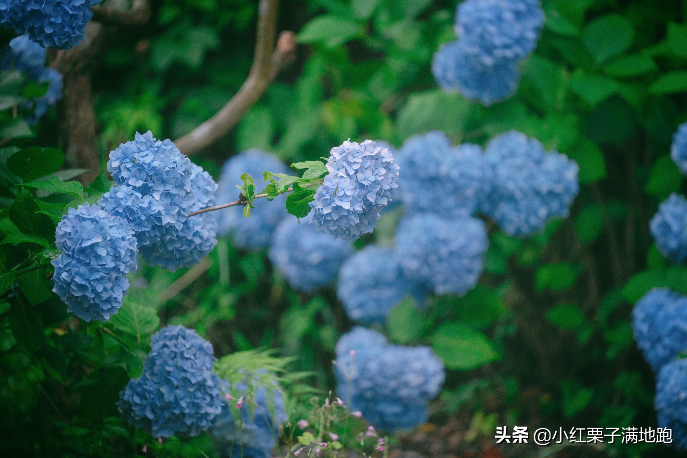 千叶县紫阳花开，如何一边体验火车之旅一边拍摄铁道风景？