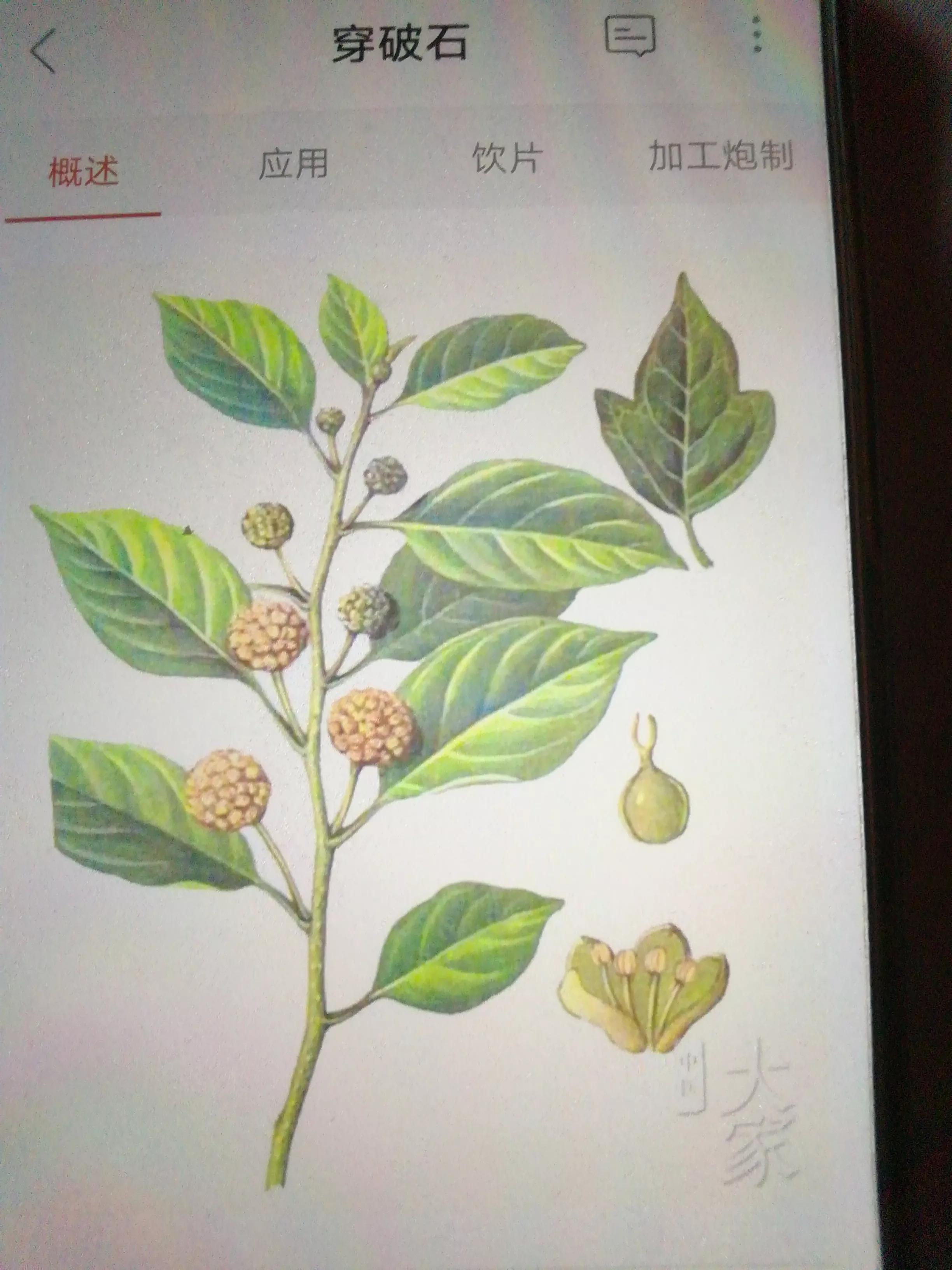 老中医治痔疮口服中药方,痔疮外用方子