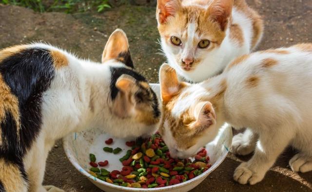 猫咪食欲不振是什么原因,猫咪食欲不振最佳解决方法