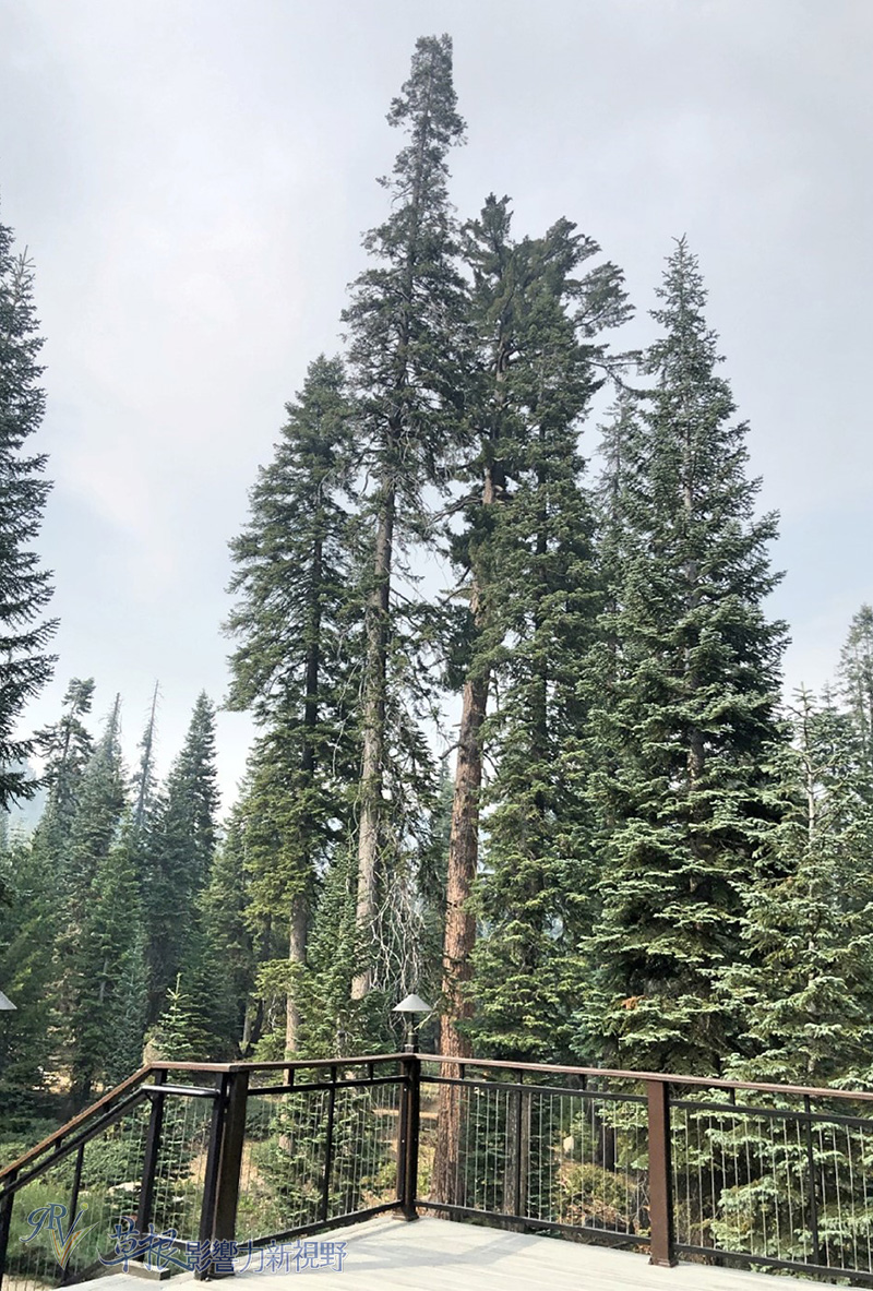 阿尔山森林公园住宿攻略,红杉树酒店住宿