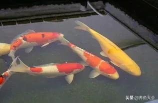 日本锦鲤的治疗方法,锦鲤病的防治方法视频讲解