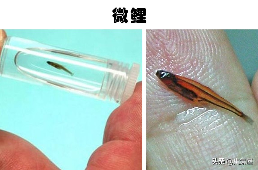 100多种你没见过的动物,十种你未见过的小型生物