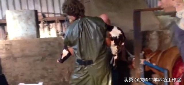 母牛难产怎么办？你就看看这个牛医怎么着