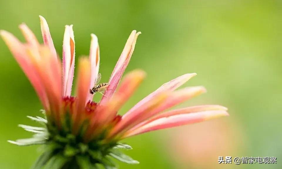 志高洗衣机容量虚标透支用户信任，发展前景令人堪忧