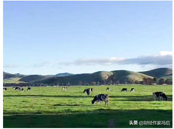 澳洲坦图奶粉怎么样,澳洲坦图