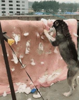 手工清除多年螨虫,根除耳螨最好的方法