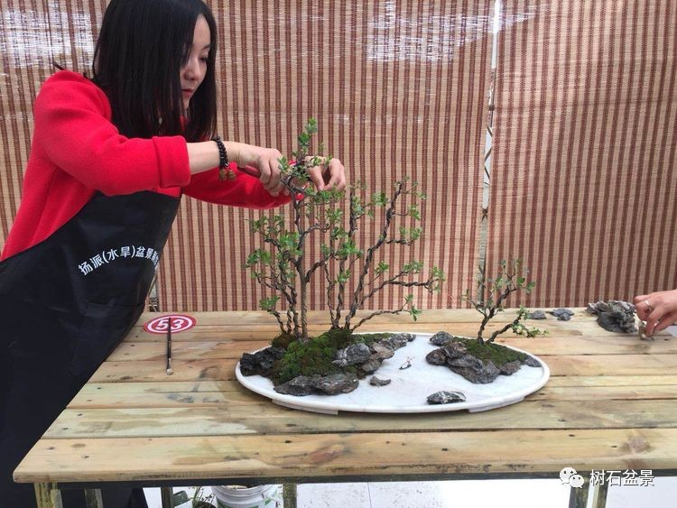 杨派盆景传承人,杨派盆景非遗传承人