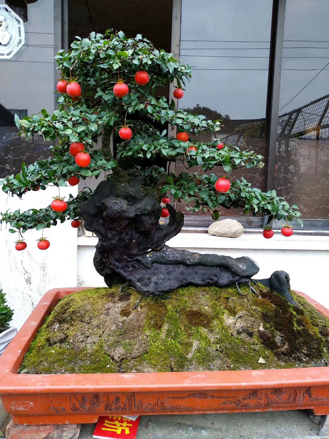 富贵花哪种最好养,4种富贵花华丽大气