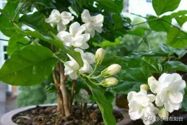 茉莉对肥水的要求,给茉莉上肥多久一次