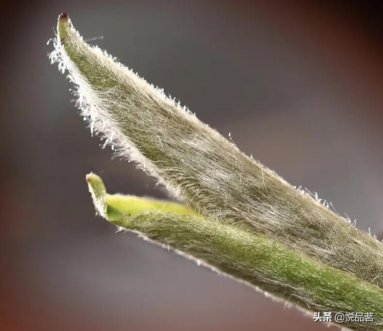 荒野福鼎白茶与台地的区别,福鼎白茶荒野老白茶哪种最好