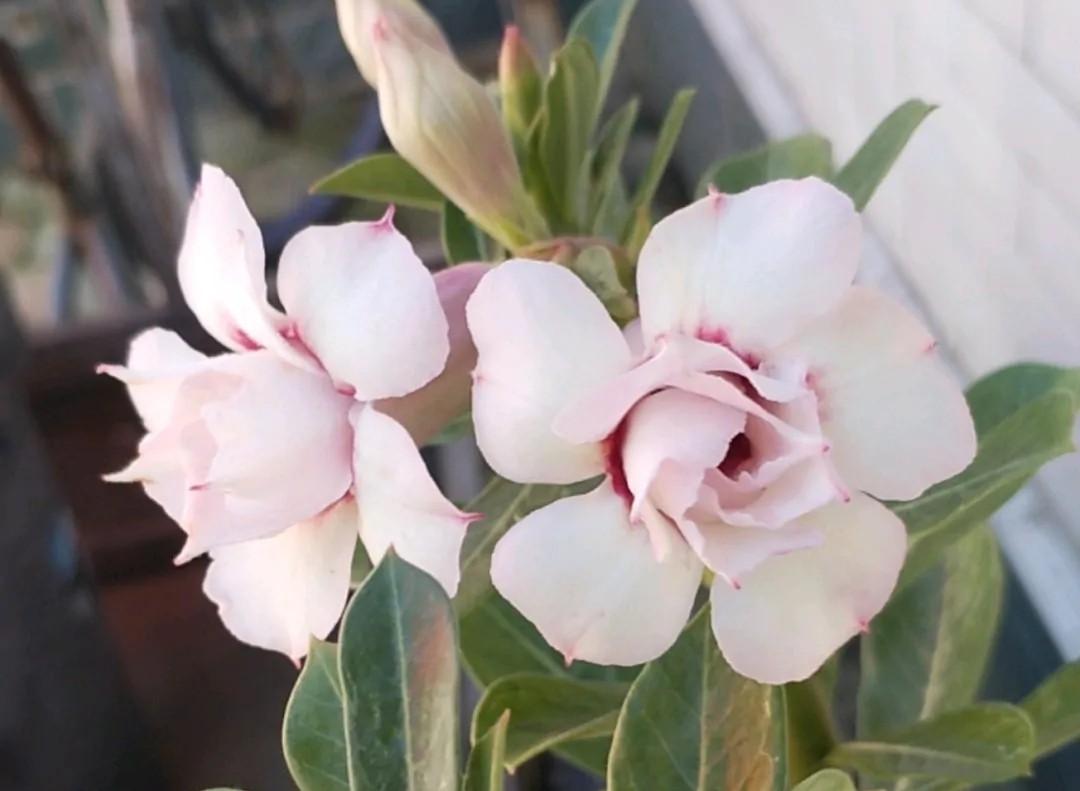 84个沙漠玫瑰品种，收起来慢慢看，待到来年春天选几种喜欢的养