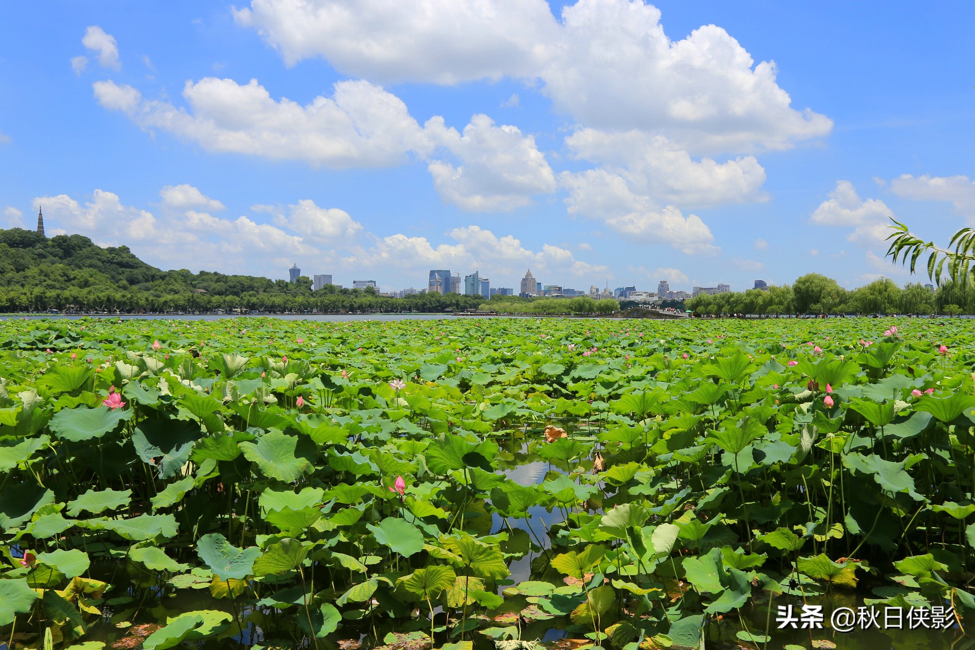 蓝天白云下的荷花“盛宴”，寻访夏日西湖之美，打卡趁现在