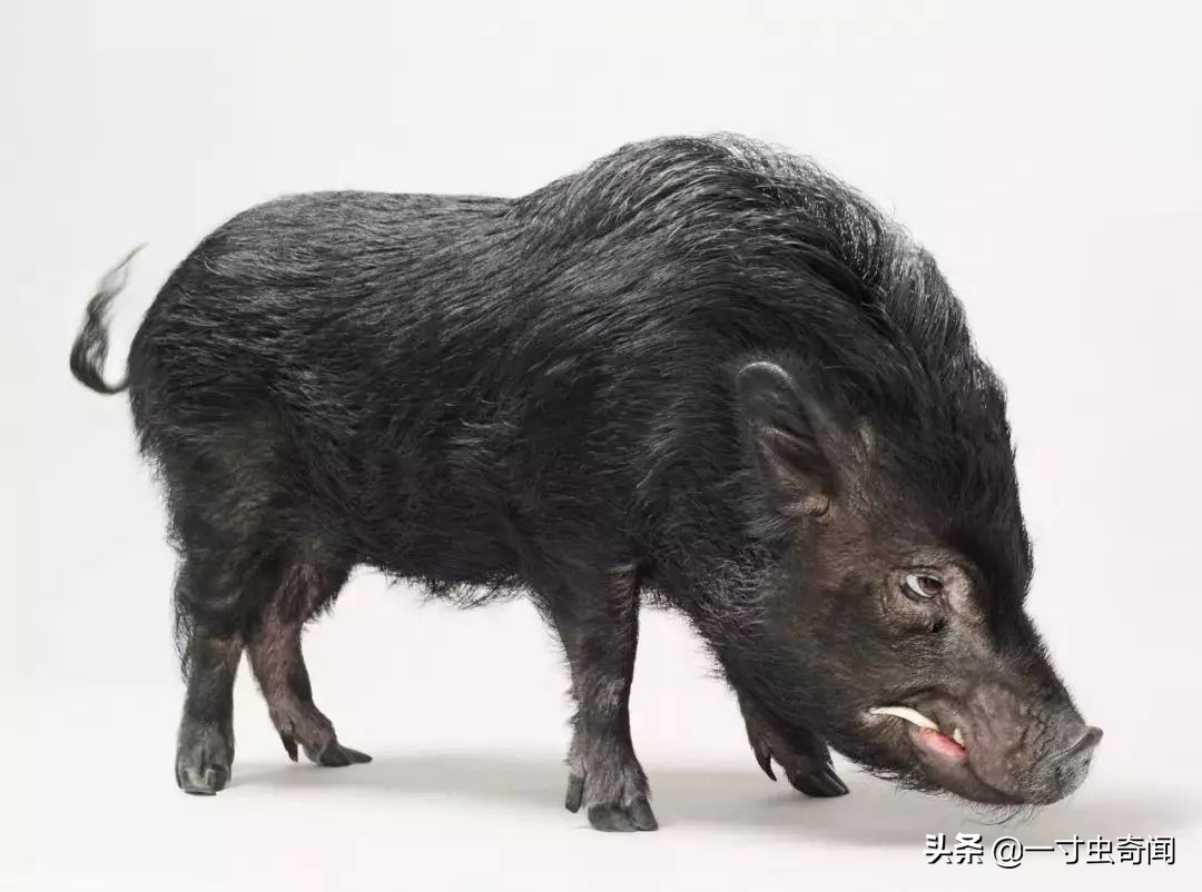 对付野兽最有效的办法,遇到野兽反击