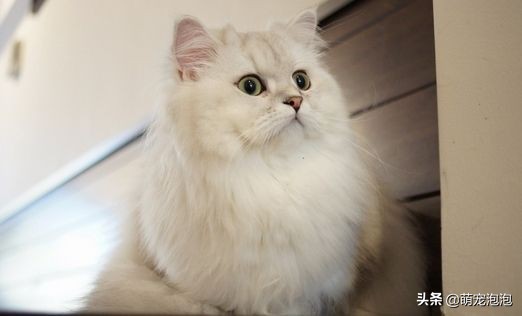 这些品种的猫你见过吗,你知道猫的五个特点吗