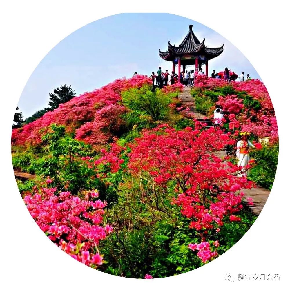 情满龟峰·诗涌花海