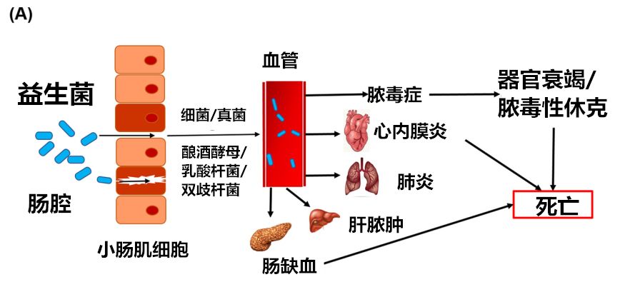 益生菌的现状分析,警惕益生菌带来的不良后果