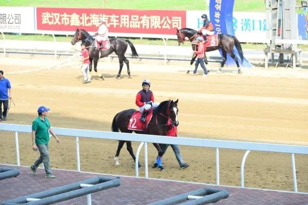 武汉要发行赛马彩票,这次有没有戏?