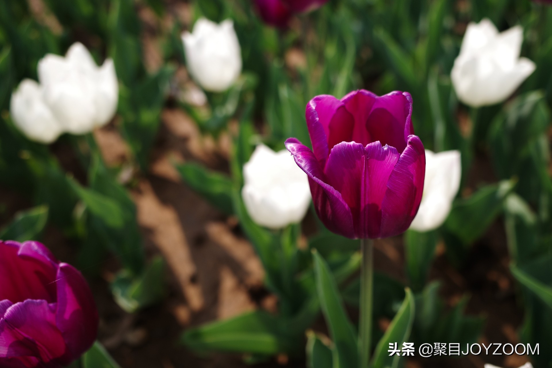 理光griiidiaryedition,理光griiistreetedition评测