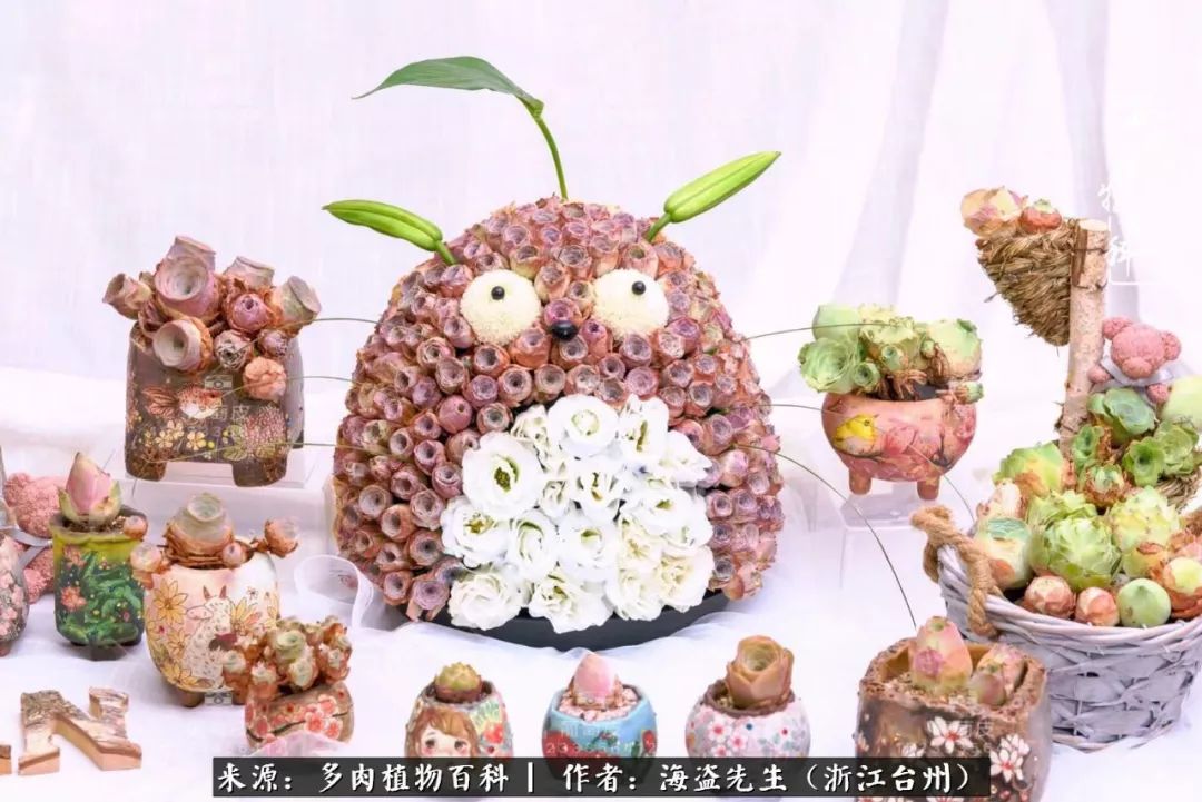 多肉玫瑰多少度休眠,多肉玫瑰唤醒教程