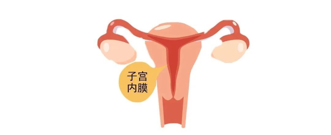 内膜薄不着床,内膜薄如何让胚胎着床