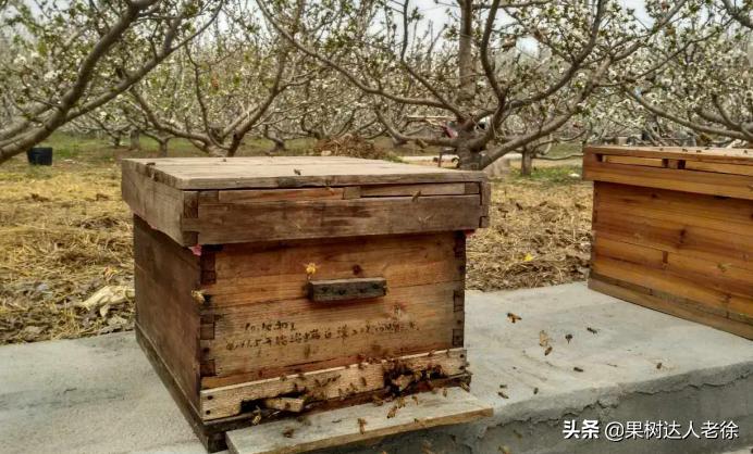 樱桃好吃树难栽大樱桃树视频,樱桃好吃树难栽口难开