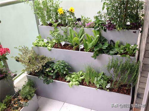 四月份适合在阳台上种植的蔬菜,阳台上种植营养液体蔬菜